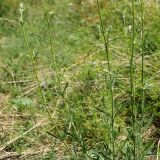 Silene wolgensis