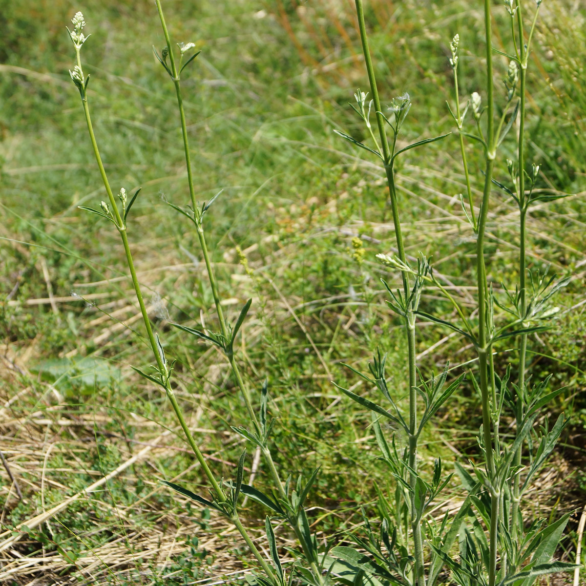 Image of Silene wolgensis specimen.