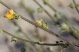 Verbascum pinnatifidum. Части побегов с цветками. Краснодарский край, Приморско-Ахтарский р-н, Морозовский сельский округ, Ясенская коса, ракушечный берег. 12.06.2018.