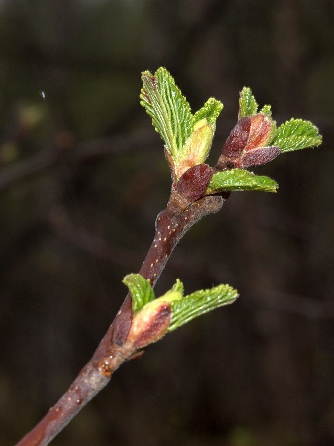 Image of Alnus kolaensis specimen.
