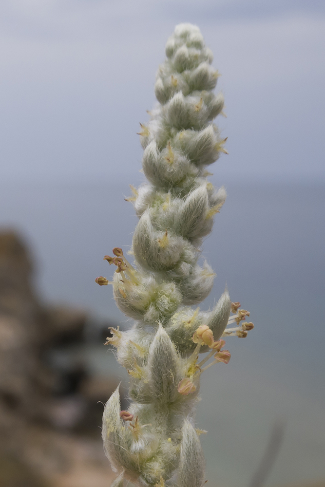 Image of Bassia prostrata specimen.