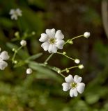 Gypsophila elegans. Цветки и бутоны. Пермь, Свердловский р-н, на сильно заросшем газоне около жилого дома. 5 июля 2018 г.