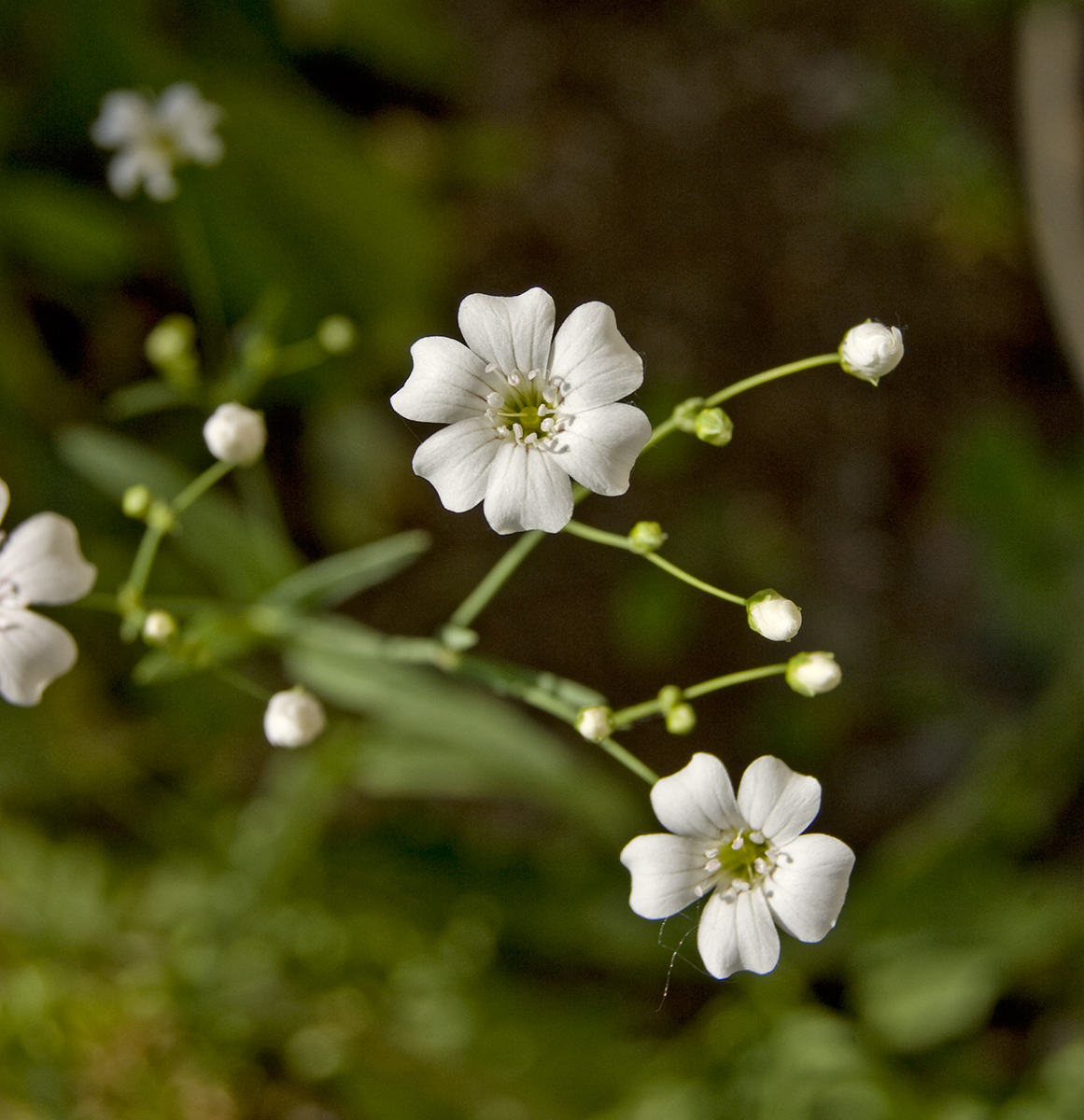 Image of Gypsophila elegans specimen.