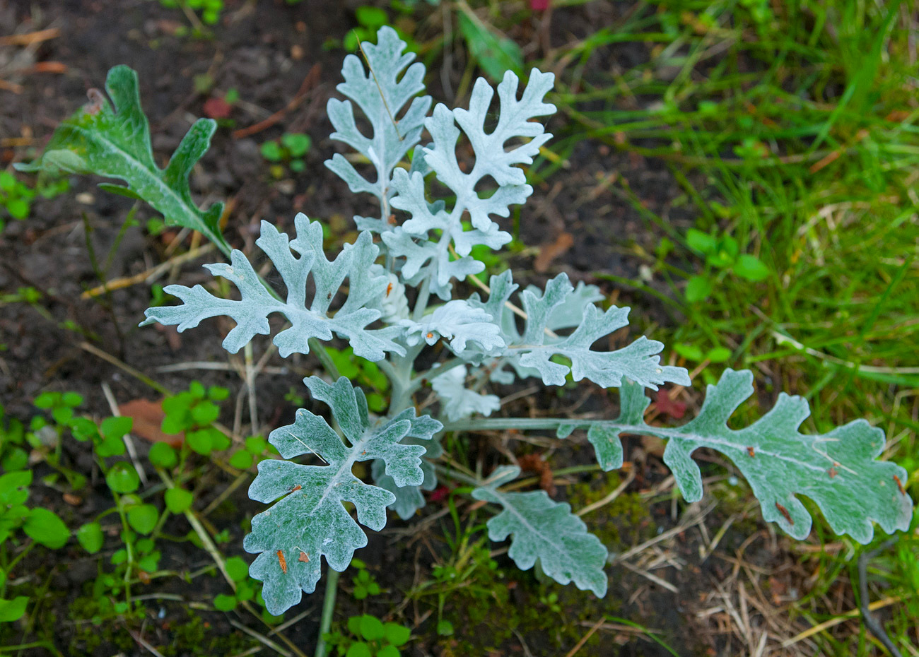 Изображение особи Senecio cineraria.