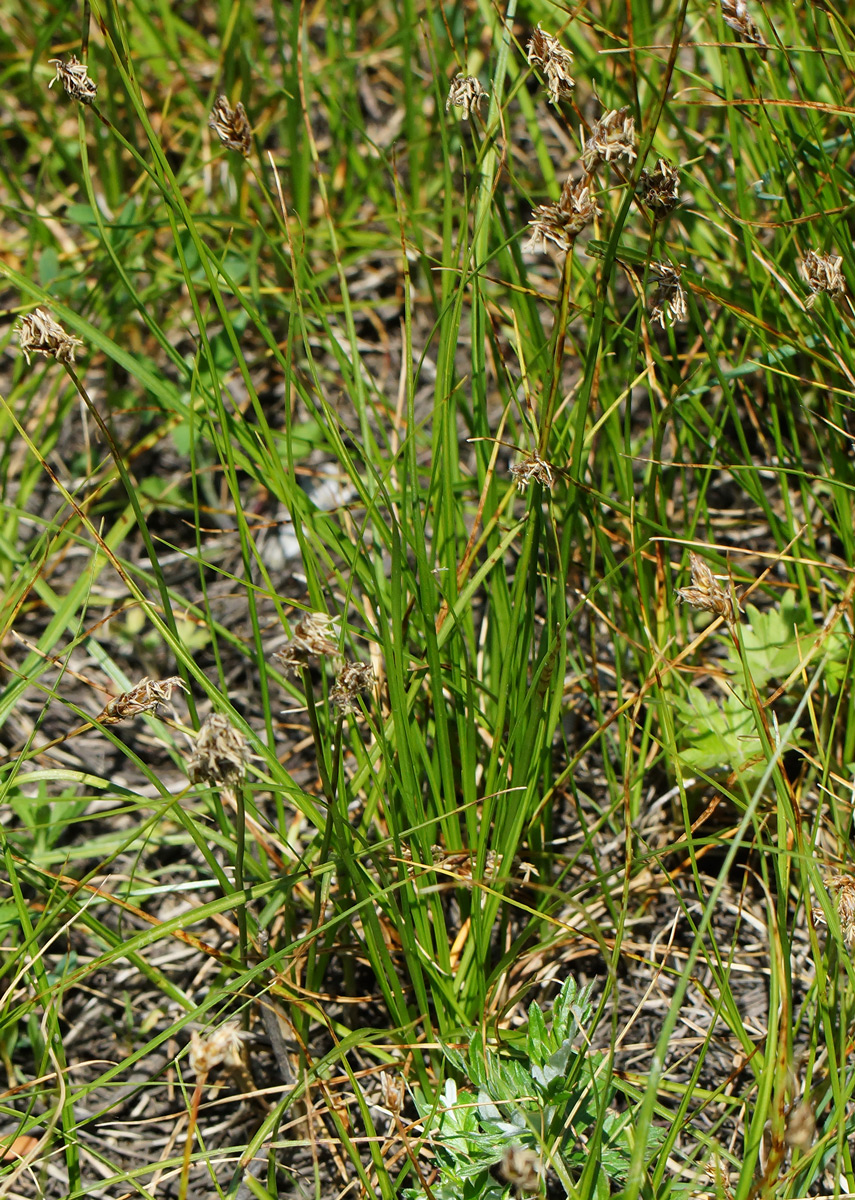 Image of Carex pachystylis specimen.