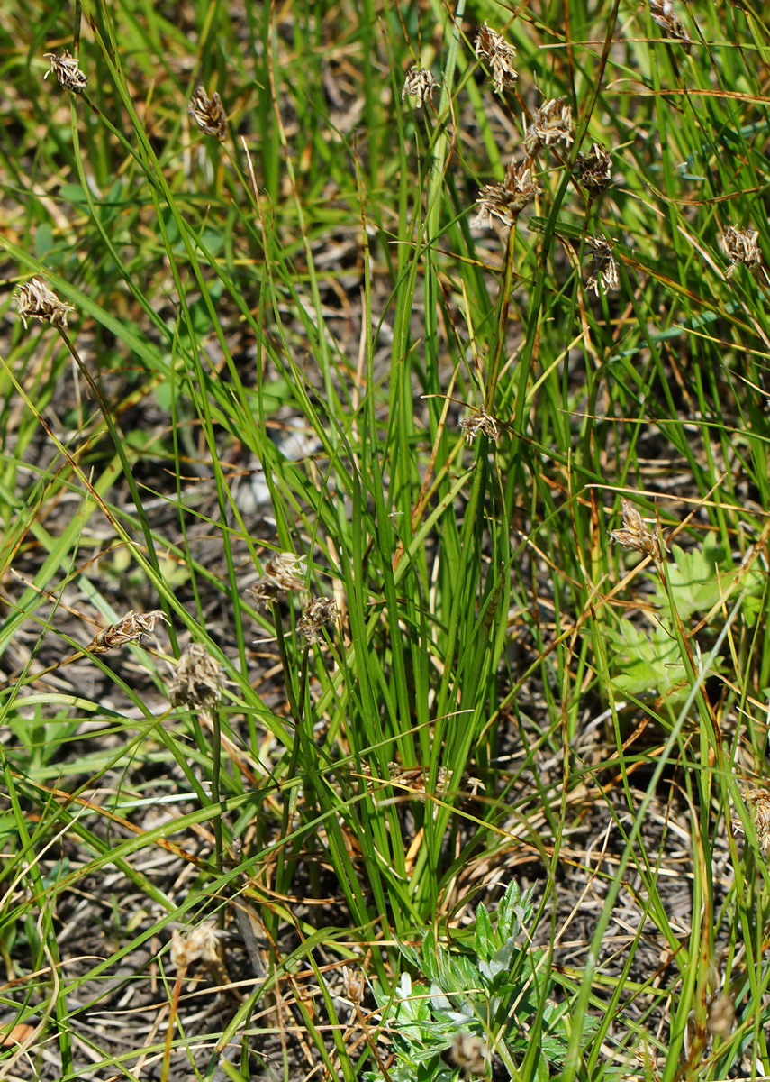 Изображение особи Carex pachystylis.