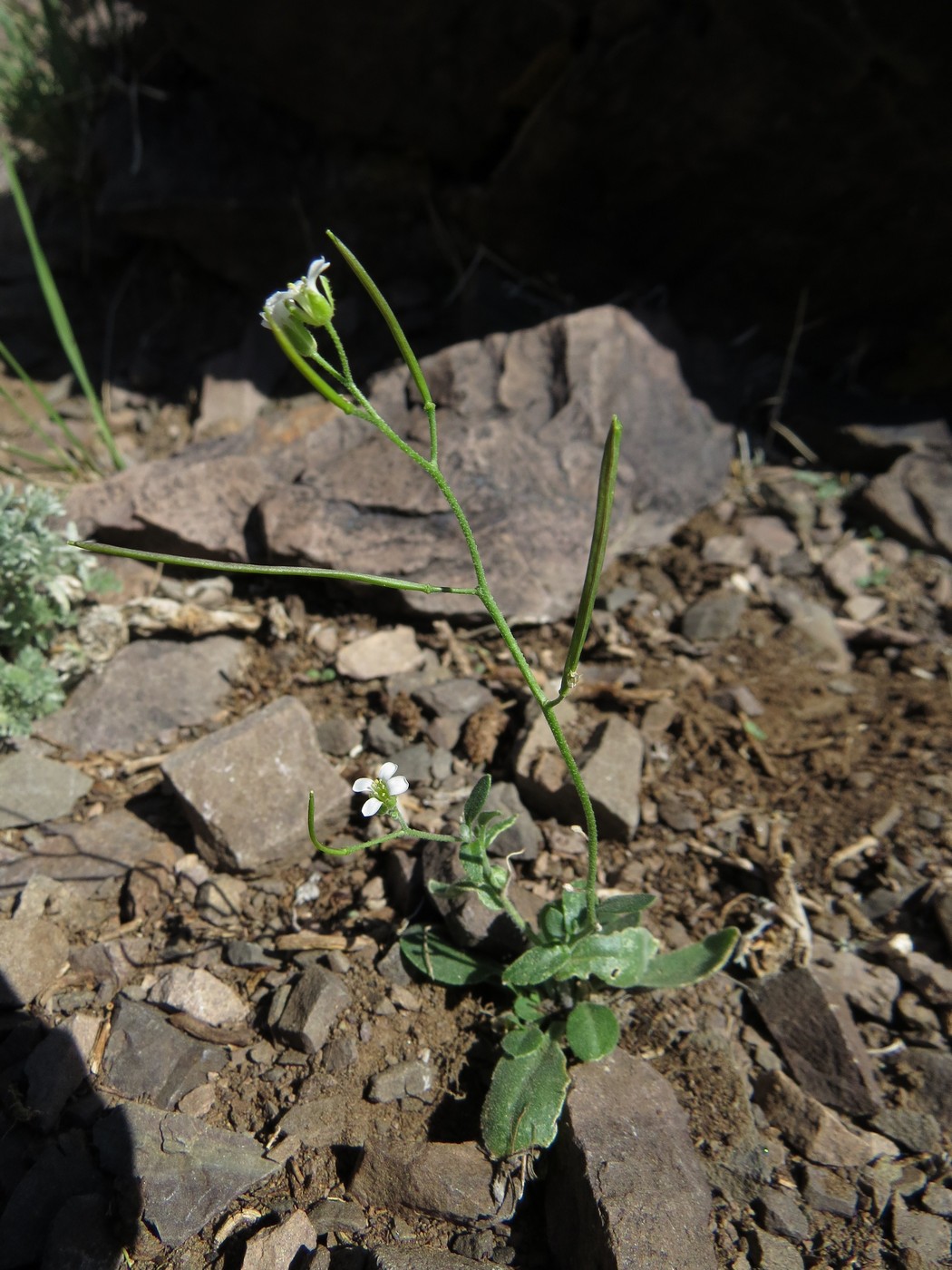 Изображение особи Crucihimalaya rupicola.