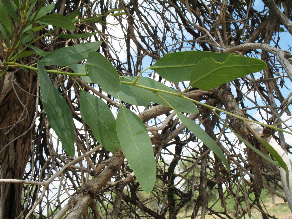 Image of Populus diversifolia specimen.