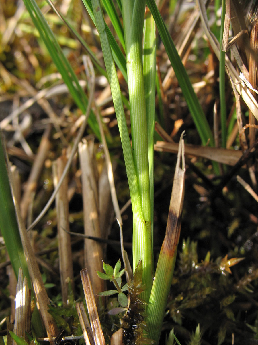 Изображение особи Carex disticha.