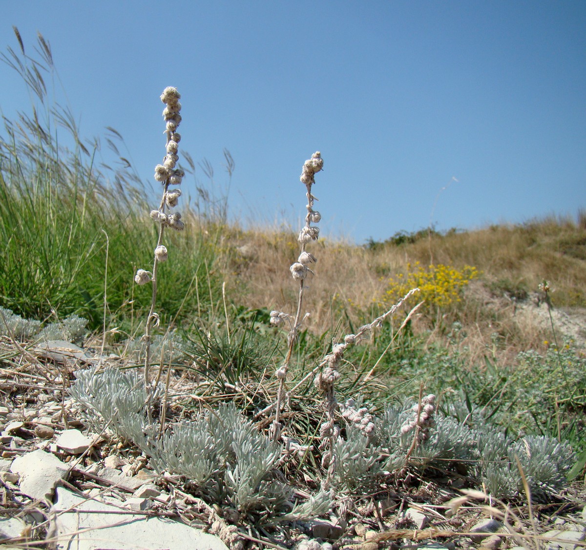 Изображение особи Artemisia caucasica.