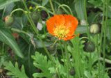 Papaver