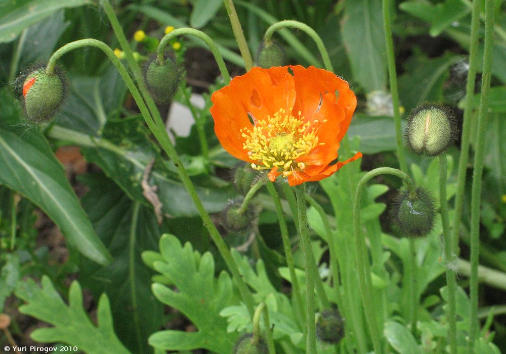 Image of genus Papaver specimen.