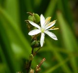 Chlorophytum comosum. Верхушка цветущего и плодоносящего растения. Черногория, муниципалитет Будва, пос. Бечичи (Bečići), в культуре. Июль 2018 г.