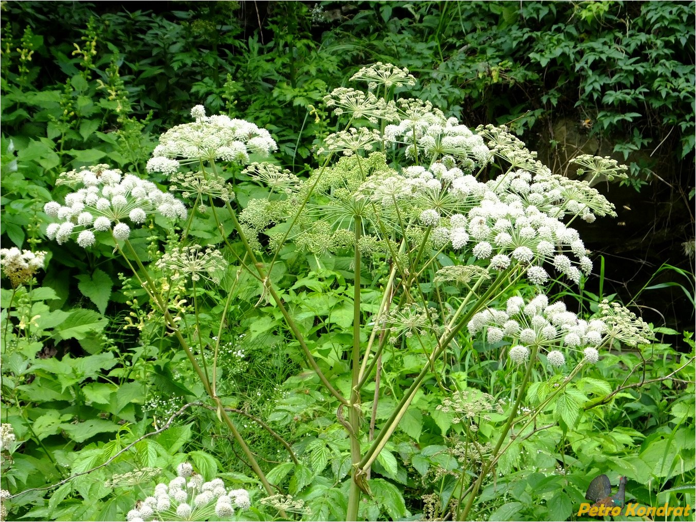 Изображение особи Angelica sylvestris.