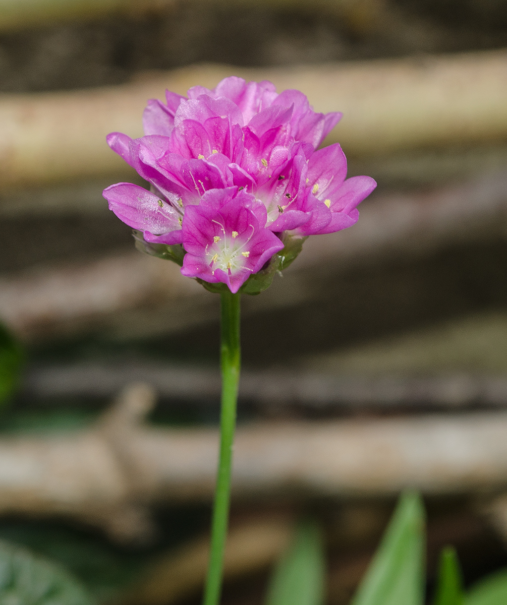 Изображение особи род Armeria.