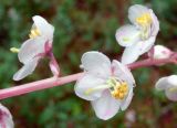 Pyrola grandiflora