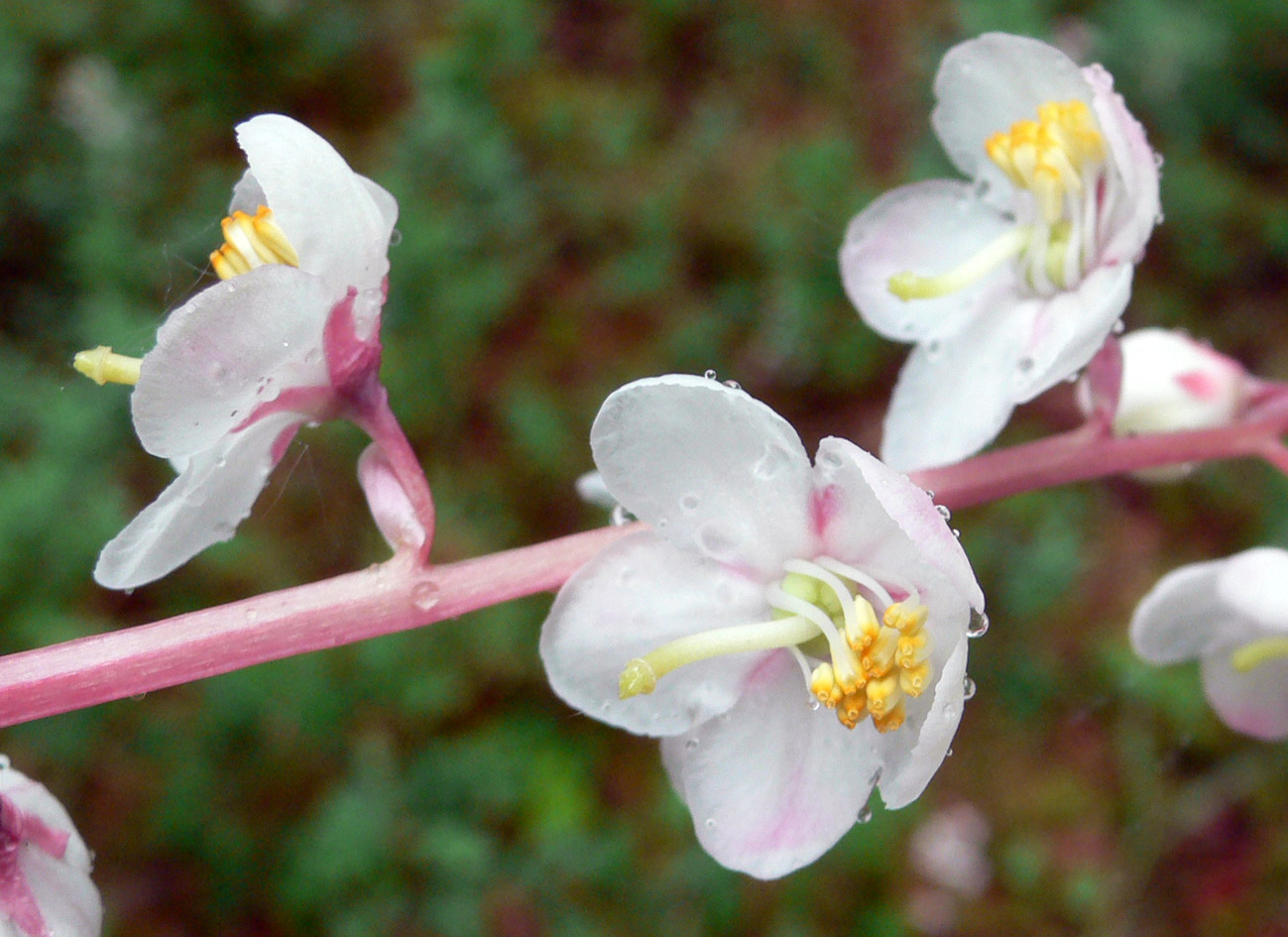 Изображение особи Pyrola grandiflora.