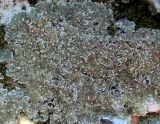 Squamarina cartilaginea