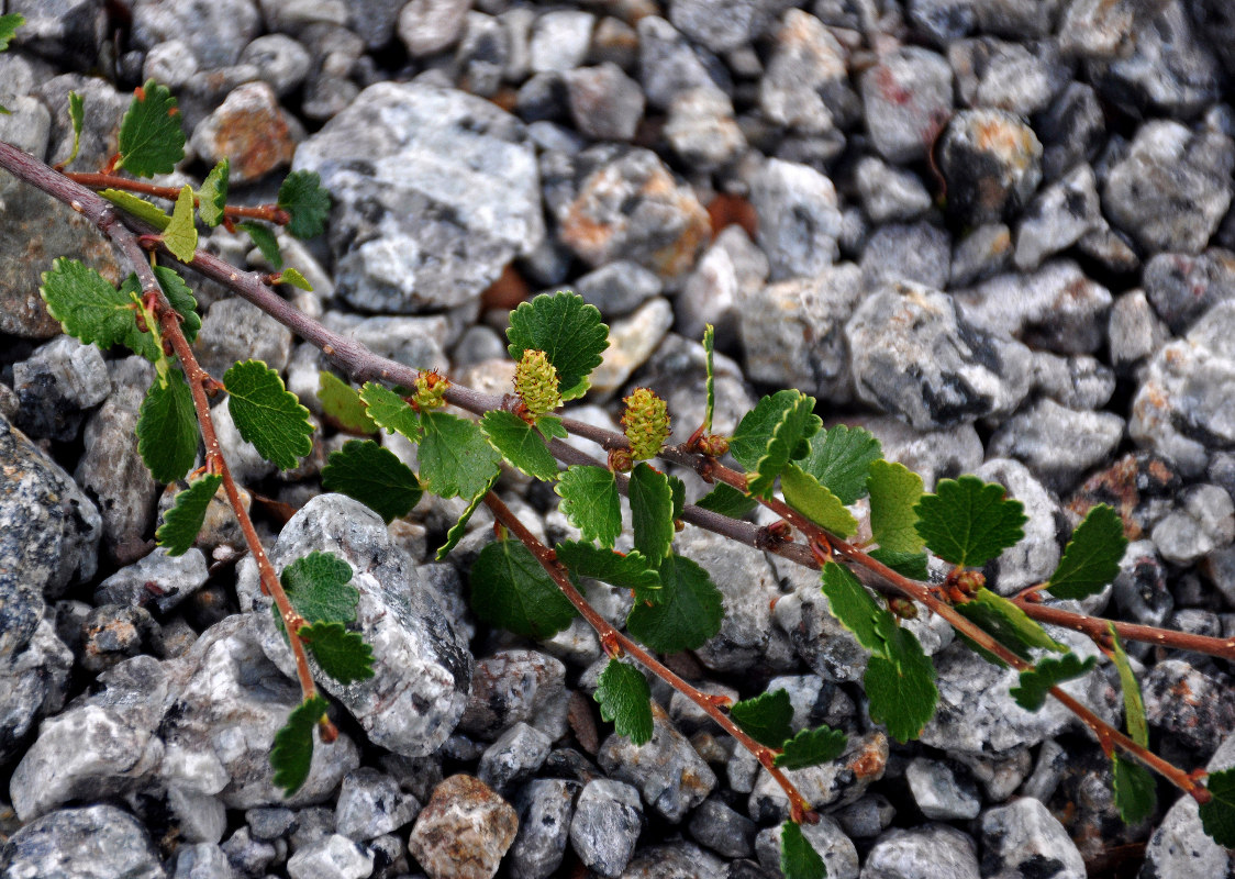 Image of Betula nana specimen.