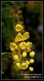 Berberis vulgaris. Соцветие. Подмосковье, в культуре. 24.05.2008.