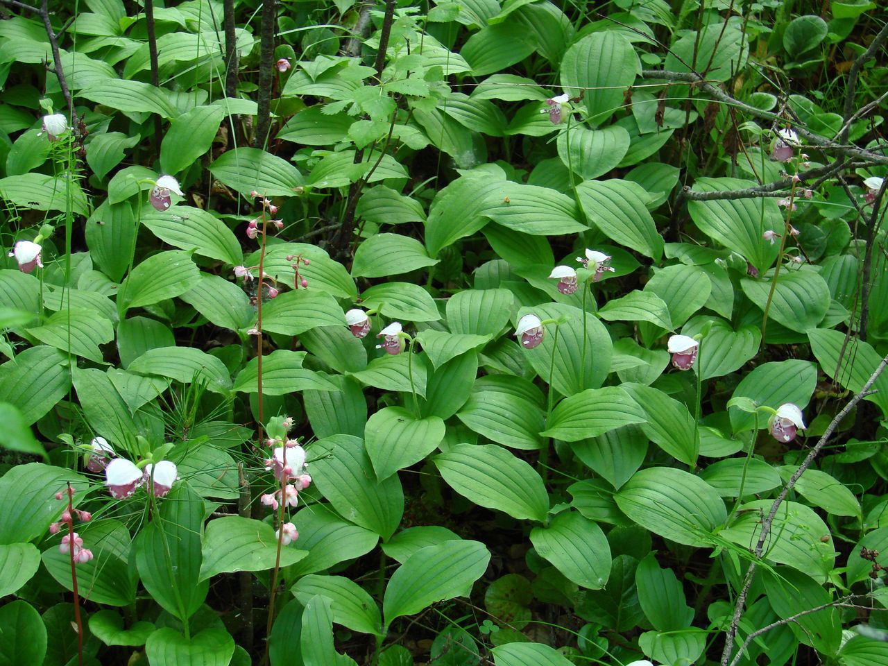 Изображение особи Cypripedium guttatum.