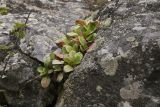 Bergenia crassifolia