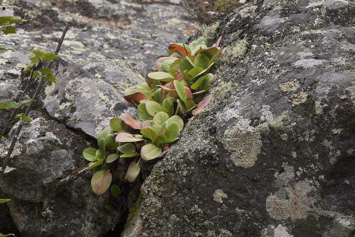 Image of Bergenia crassifolia specimen.