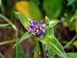 Gentiana macrophylla. Верхушка побега с соцветием в бутонах. Алтай, Катунский хребет, долина р. Куйгук, ≈ 2000 м н.у.м., субальпийский луг. 04.07.2018.