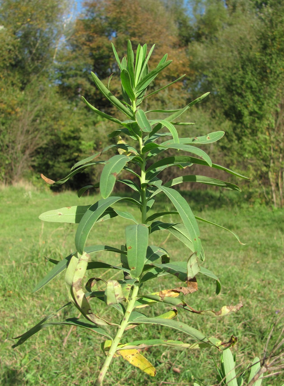 Изображение особи род Euphorbia.