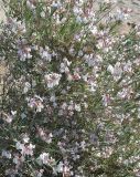 Astragalus ammodendron