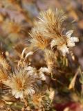 Pseudolinosyris grimmii
