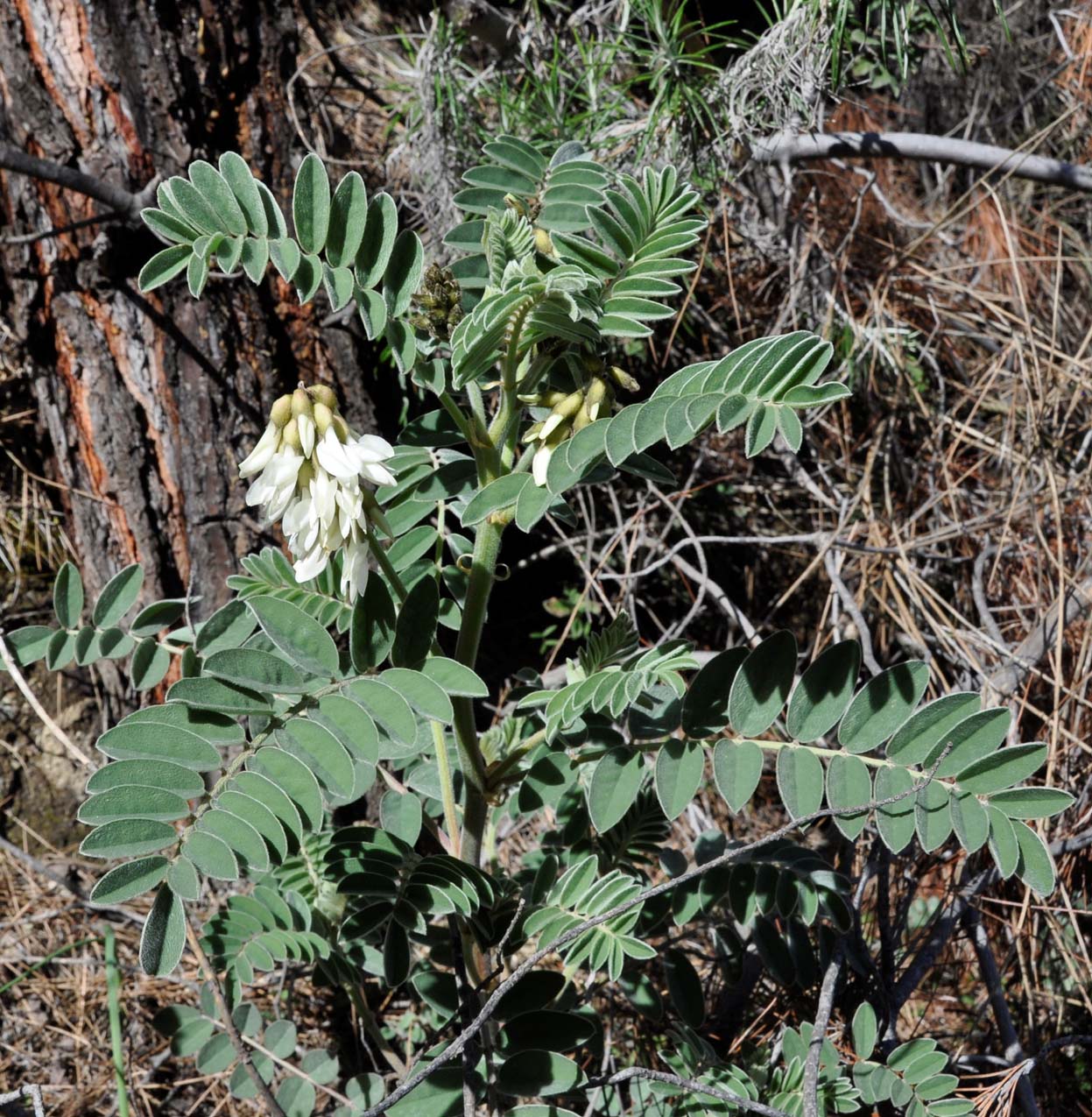 Image of Erophaca baetica ssp. orientalis specimen.