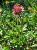 Erigeron alpinus