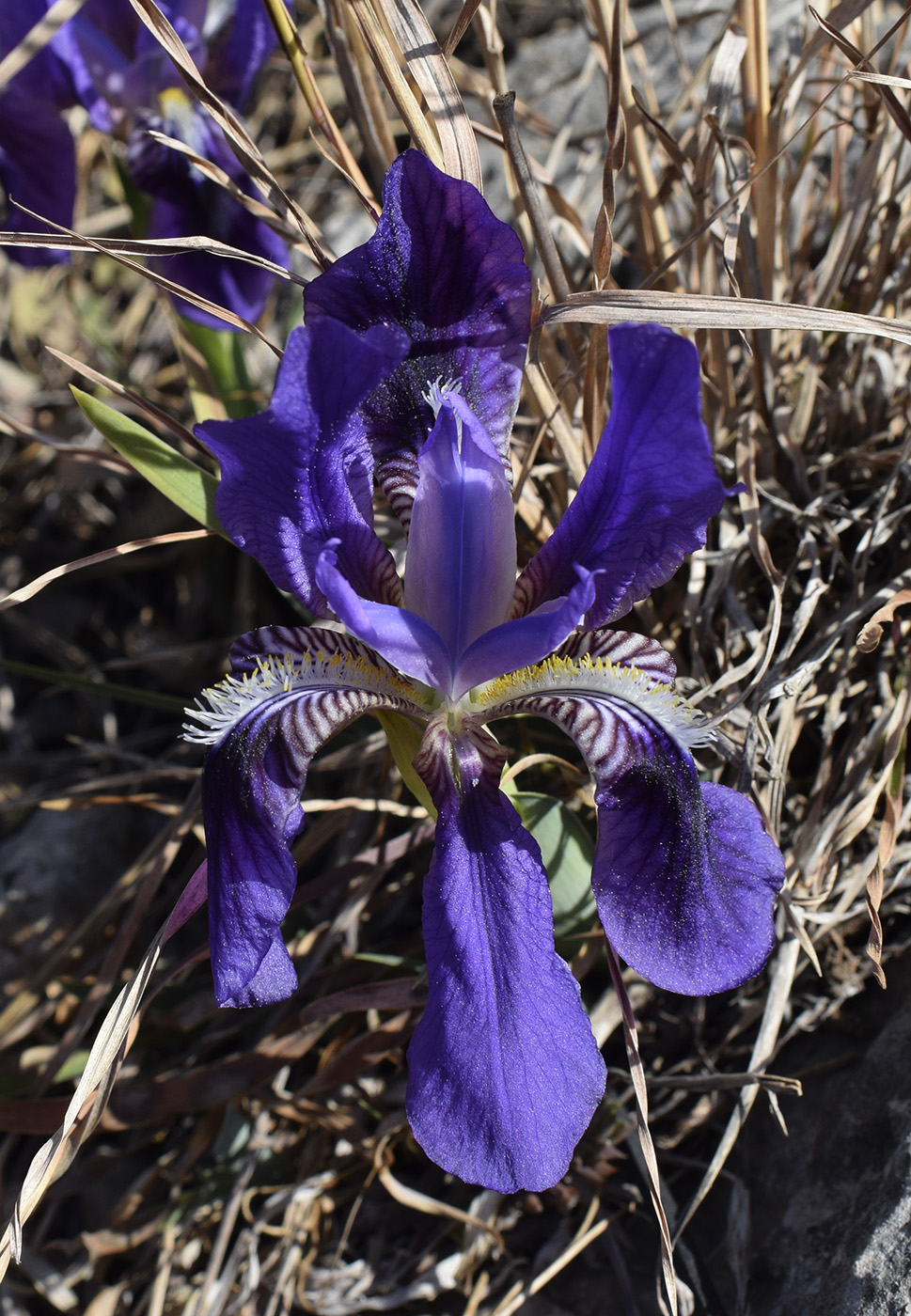 Изображение особи Iris lutescens.