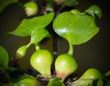 Eichhornia crassipes. Листья. Кировская обл., г. Киров, Ботанический сад Вятского государственного университета, в культуре. 29.06.2018.