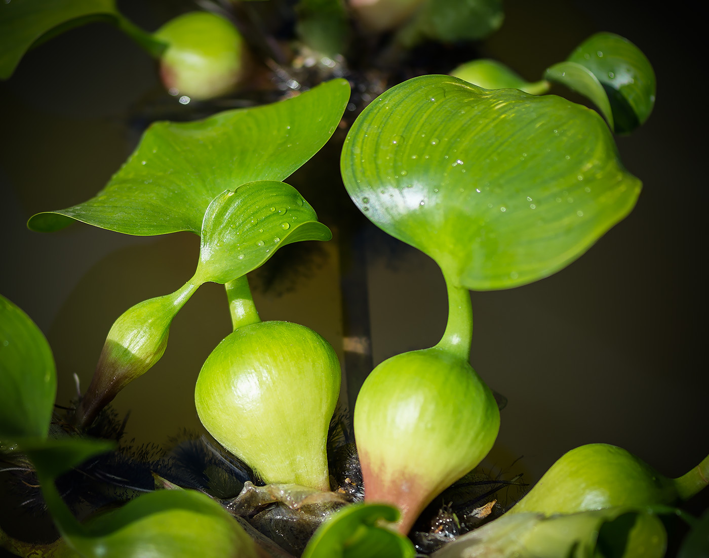 Изображение особи Eichhornia crassipes.