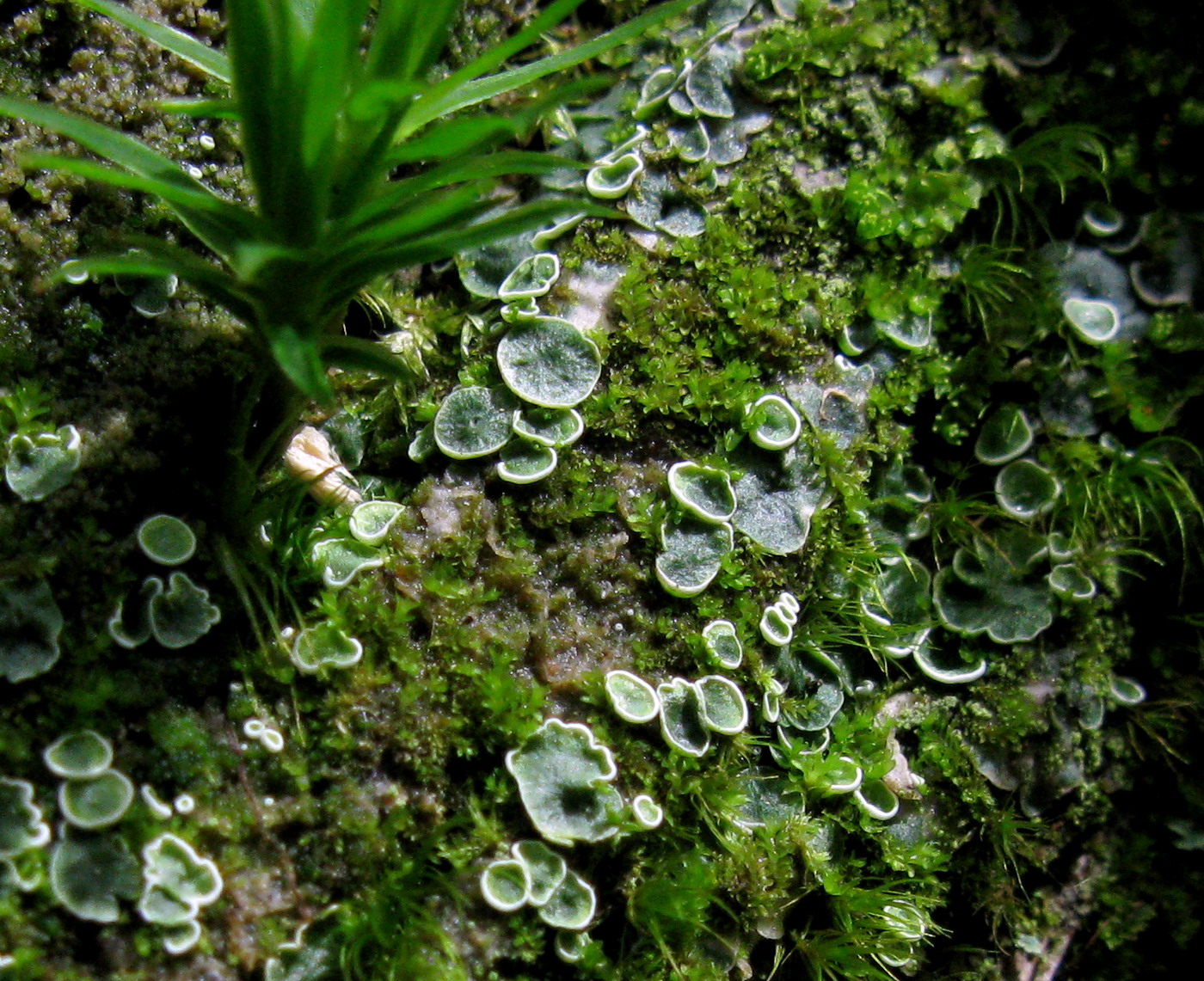 Image of Normandina pulchella specimen.