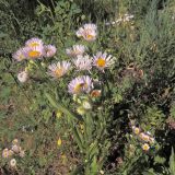 Erigeron annuus ssp. lilacinus