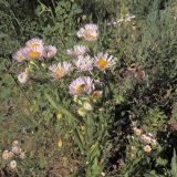 Erigeron подвид lilacinus