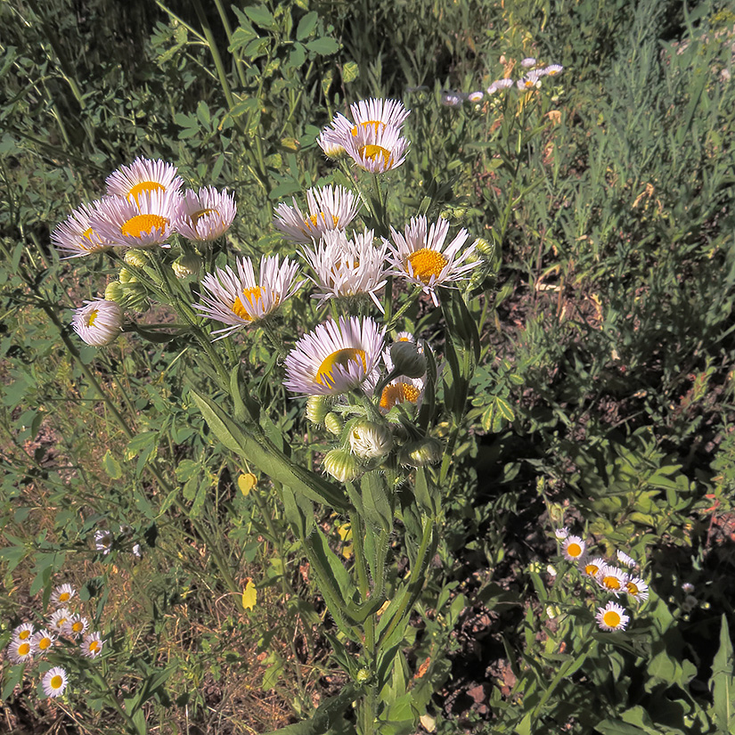 Изображение особи Erigeron annuus ssp. lilacinus.