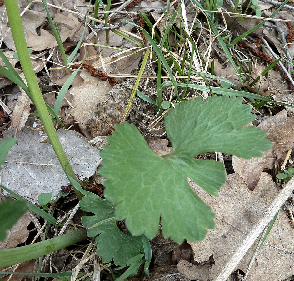 Image of genus Ranunculus specimen.