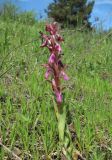 Anacamptis collina подвид fedtschenkoi. Цветущее растение. Дагестан, окр. г. Дербент, луг. 23.04.2019.