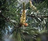 Pinus sylvestris. Верхушка веточки с микростробилами. Московская обл., Раменский р-н, окр. дер. Хрипань, садовый участок. 20.05.2019.