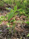 Brachybotrys paridiformis