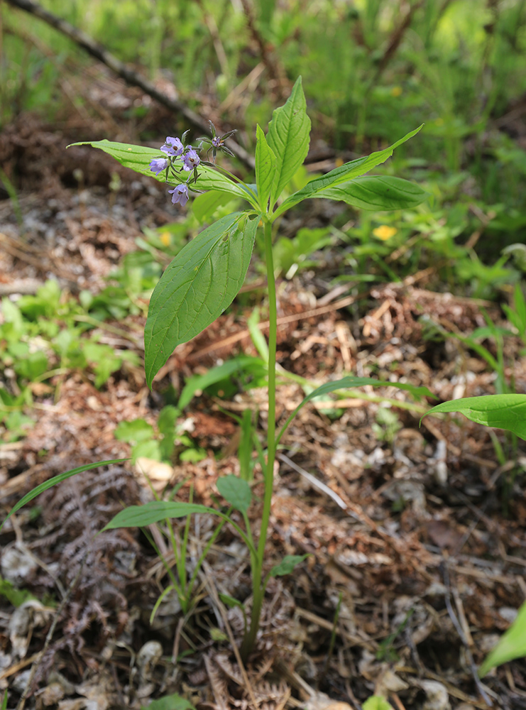 Изображение особи Brachybotrys paridiformis.