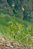 Valerianella dactylophylla. Цветущее растение. Узбекистан, Ташкентская обл., южный склон Чаткальского хребта, бассейн р. Ахангаран, Дукентсай выше пос. Янгиабад. 11.05.2019.