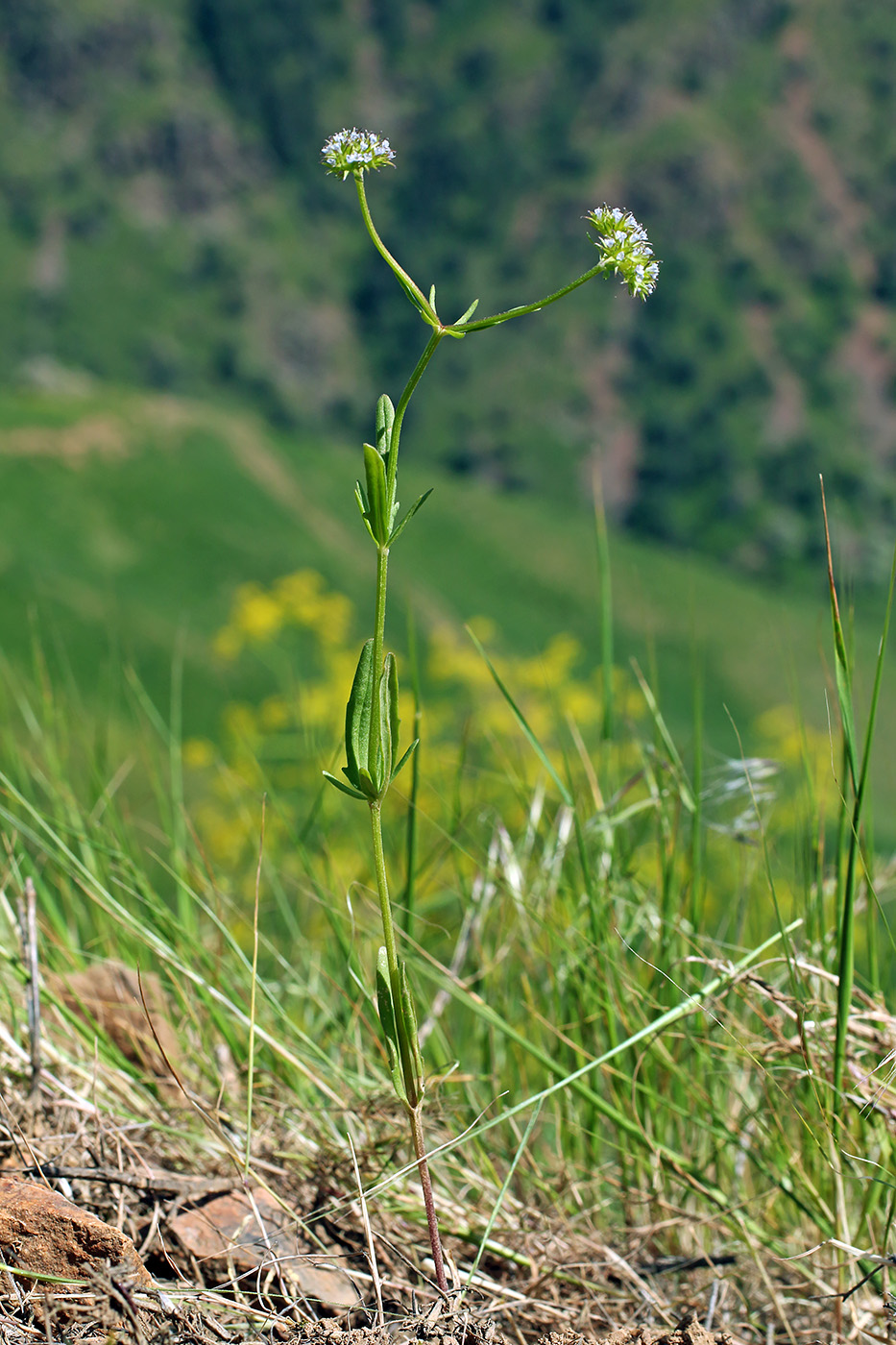 Изображение особи Valerianella dactylophylla.