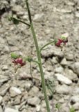 Scrophularia variegata. Часть соцветия. Дагестан, Левашинский р-н, окр. с. Цудахар, каменистый склон. 1 июня 2019 г.