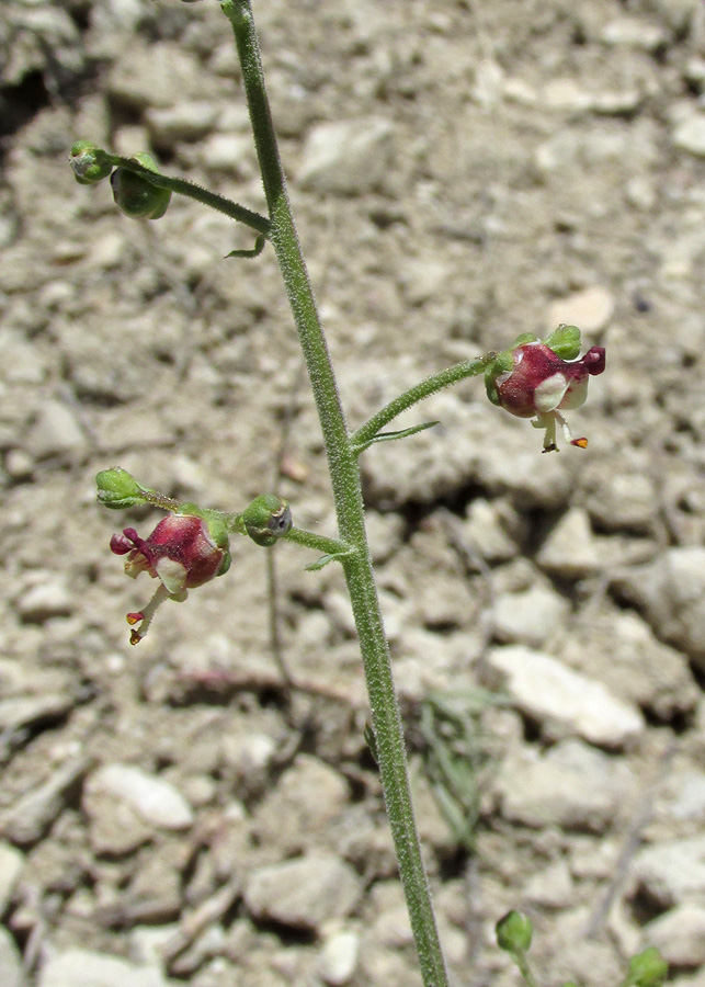 Image of Scrophularia variegata specimen.