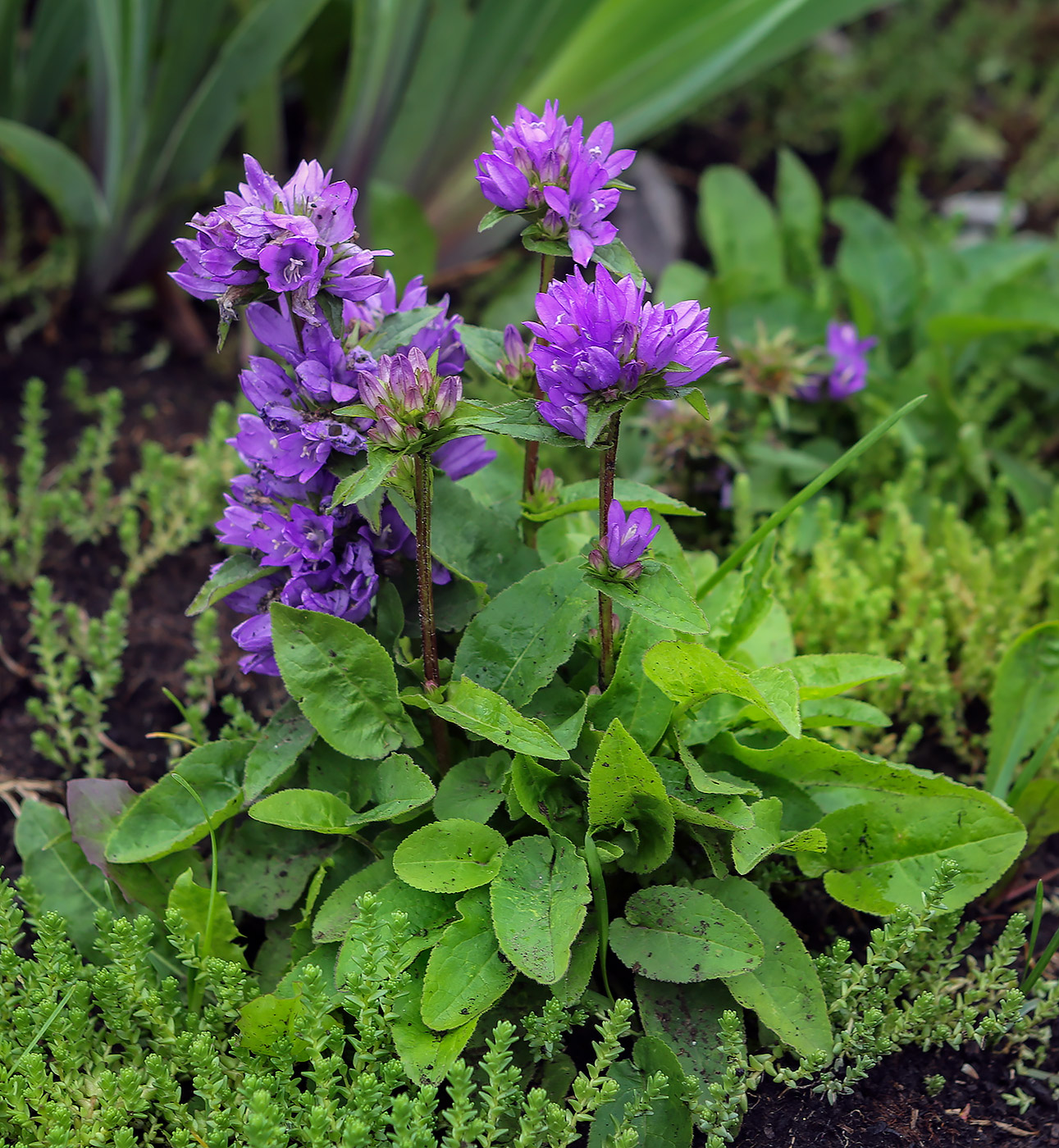 Image of Campanula glomerata specimen.